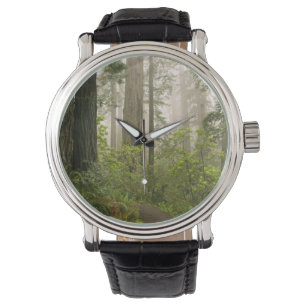 Montre Rhododendron en fleurs parmi les Séquoias à feuill
