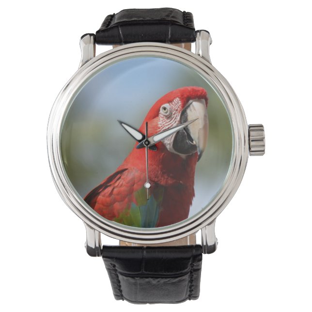 Montre Rouge écarlate Macaw (devant)