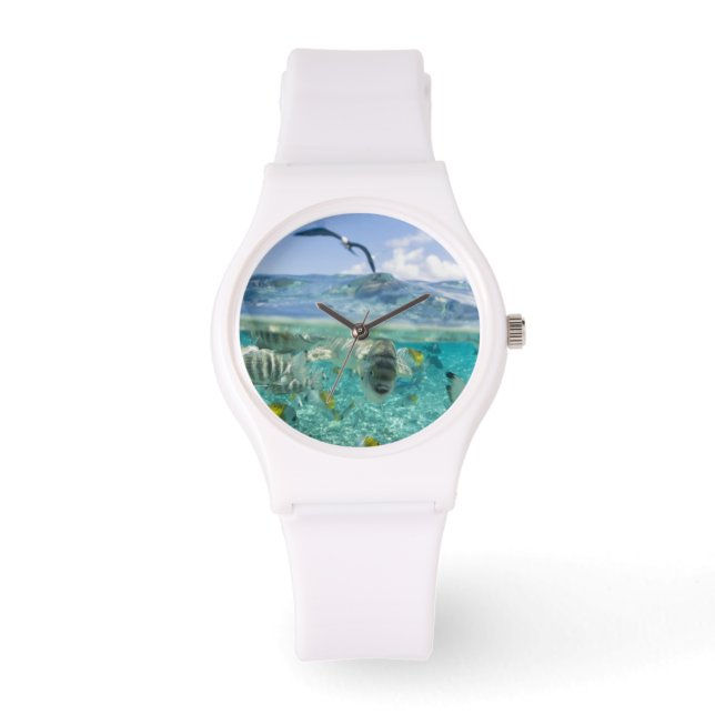 Montre safari sur la lagune avec Stingrays (Recto)
