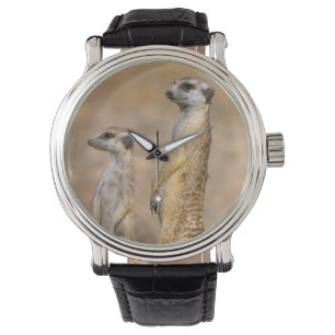 Montre Sentinelles de suricates (Suricata suricatta), Kar