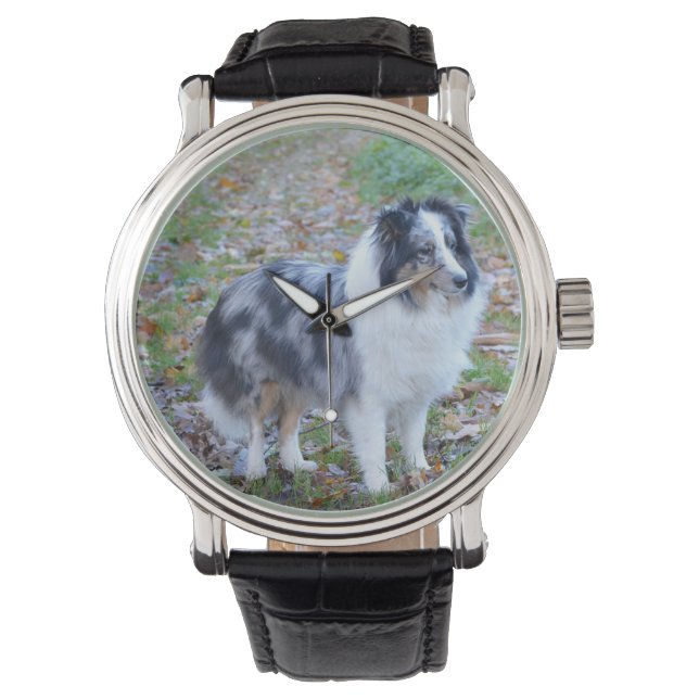 Montre Shetland Sheepdog Blue Merle (devant)