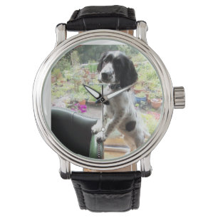 Montre springer spaniel