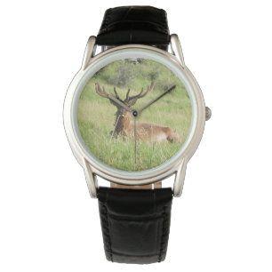 Montre Stages néo-zélandais