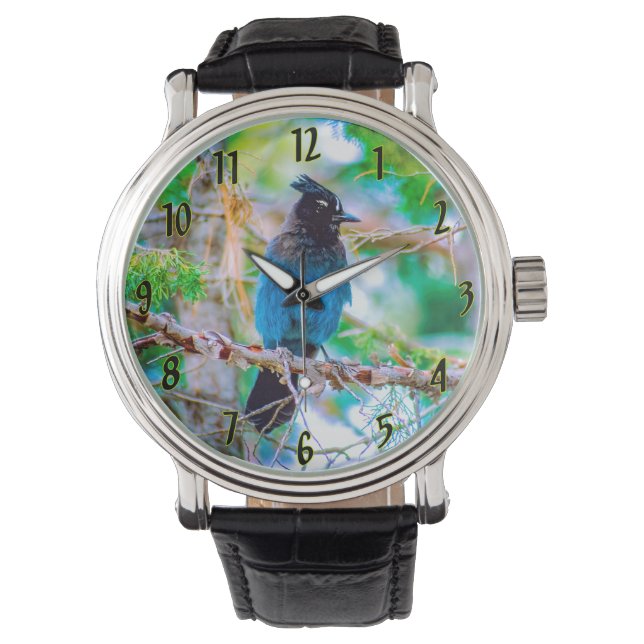 Montre Steller's Jay - Photographie originale (devant)