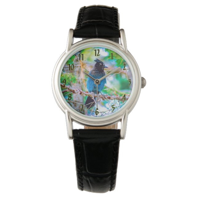 Montre Steller's Jay - Photographie originale (devant)