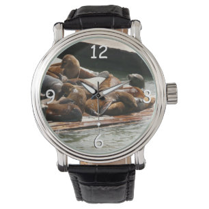 Montre Sunning Lions à San Francisco