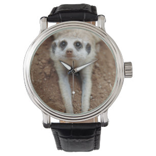 Montre Suricate (Suricata suricatta) se rafraîchissant