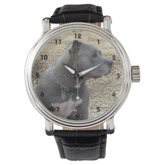 Montre Surveillance du profil Pitbull
