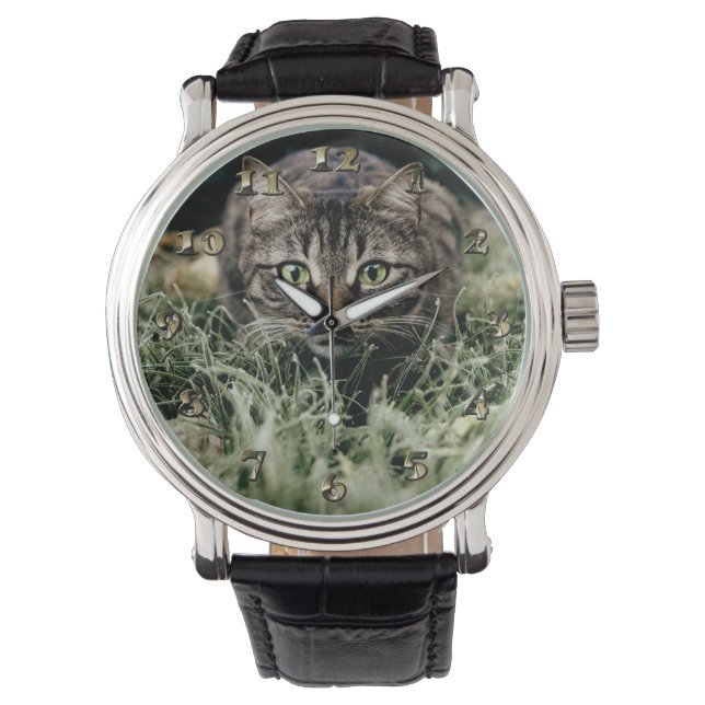 Montre Tabby le chat domestique (devant)