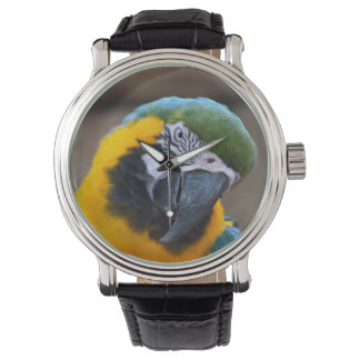 Montre tête de macaw de perroquet bleu doré inclinée