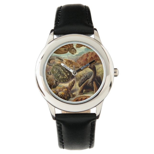 Montre Tortue (Chelonia) par Haeckel (devant)