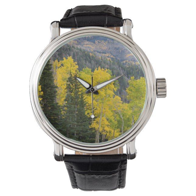 Montre Trembles (Populus Tremuloides) et conifères 2 (devant)