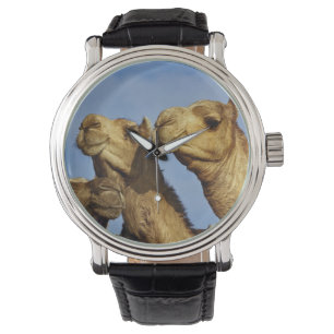 Montre Trio de chameaux, marché aux chameaux, Le Caire, É