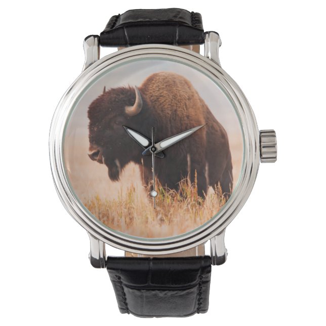 Montre Troupeau de bisons d'Amérique (Bison Bison) à Teto (devant)
