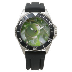 Montre un chêne
