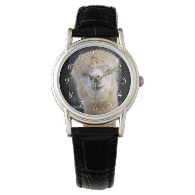 Montre Un joli visage moelleux d'un alpaga (devant)