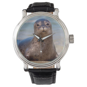 Montre Un phoque sur une plage le long de la côte Pacifiq