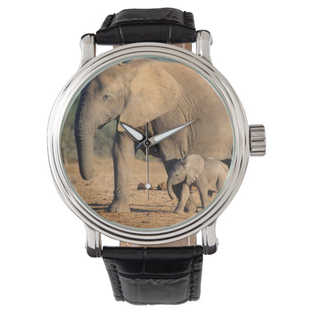 Montre Une mère éléphant d'Afrique et son petit en déplac (devant)