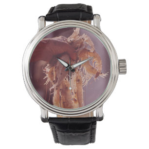 Montre Une poignée de crevette