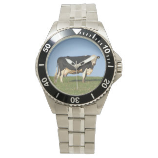 Montre Vache du Devon Sud sur la colline
