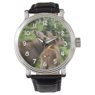 Montre Veaux collés d'orignaux