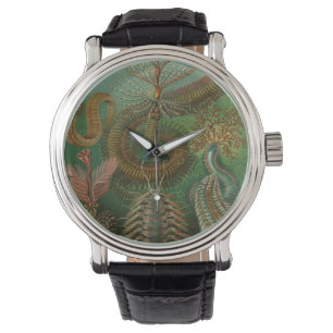 Montre Vers Annélides Chaetopoda vintage par Ernst Haecke