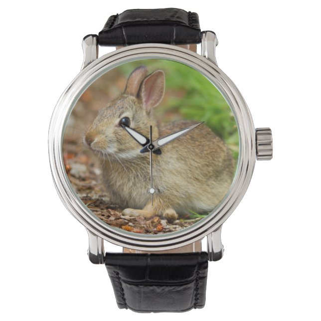 Montre WA, Redmond, lapin bébé à queue blanche (devant)