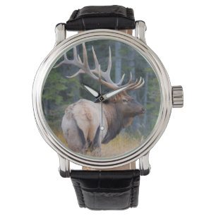 Montre Wapiti mâle des montagnes Rocheuses