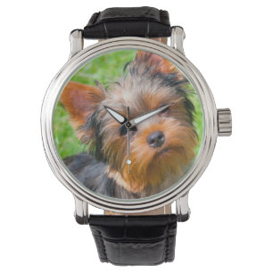 Montre Yorkshire Terrier qui regarde vers le haut