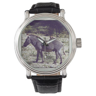 Montre Zèbre au Kenya