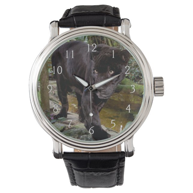 Montre Zoo de la ville de Belize. Panthère noire (devant)