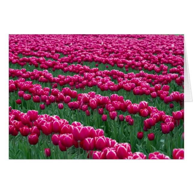 Montrer le jardin de bulbes de tulipes à floraison (Devant horizontal)