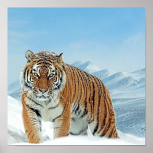 Monts du Tigre des neiges Hiver Nature Poster phot