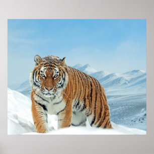 Monts Tiger hiver Neige Nature Poster