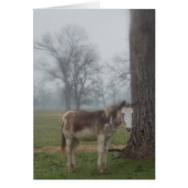 Moon River Ranch III (Devant)