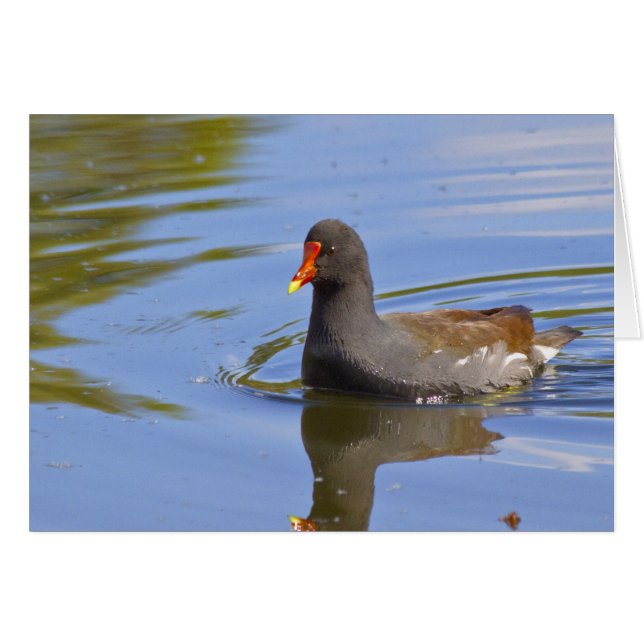 Moorhen (Devant horizontal)