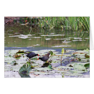 Moorhen commun hawaïen à Lily Pond