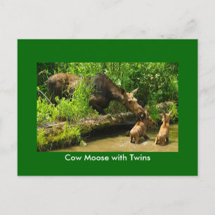 Moose avec carte postale Twins