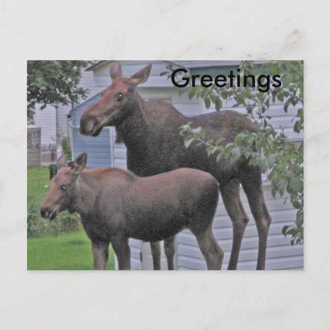 Moose avec veau - Carte postale de voeux (Devant)