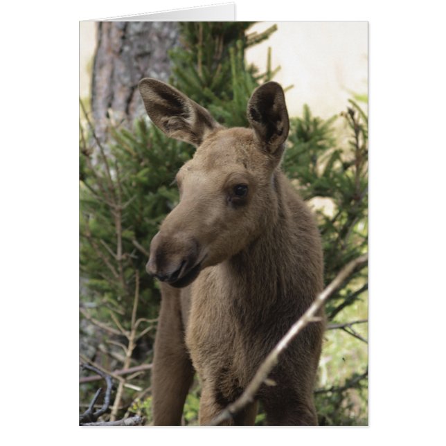 Moose Calf (Devant)