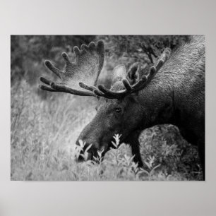 MOOSE NOIR ET BLANC PHOTO CABINE POSTER