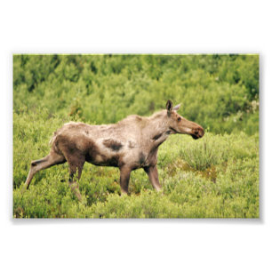 Moose photo 6x4