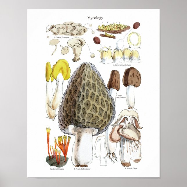 Morel Mushroom Poster (Devant)