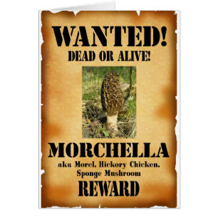 Morel - Poster Recherché