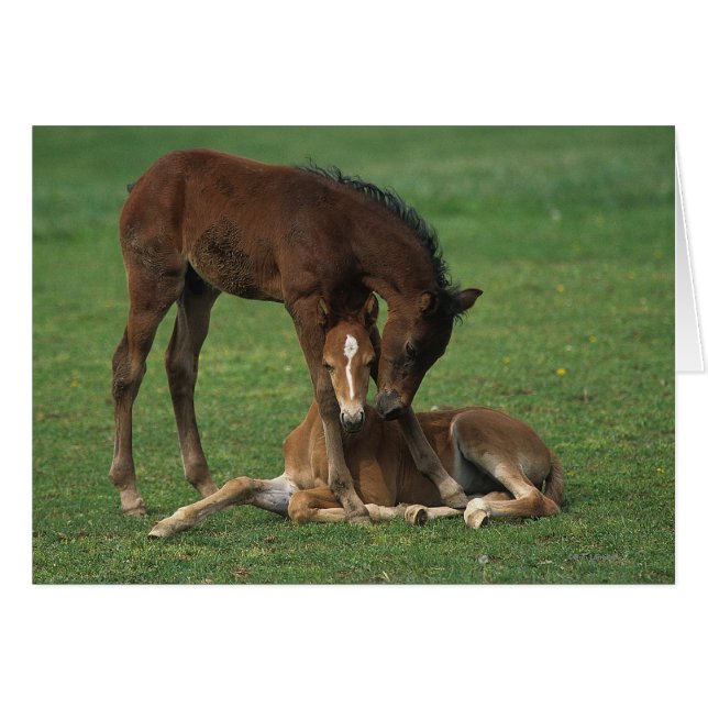Morgan Foals joue (Devant horizontal)