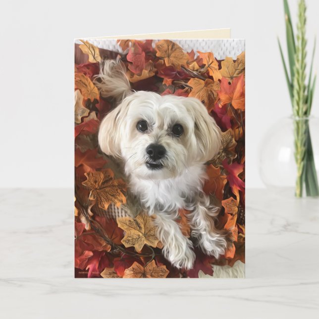 Morkie reconnaissant I - Carte blanche (Devant)