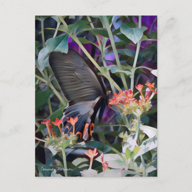 Mormon commun : Carte postale (Devant)
