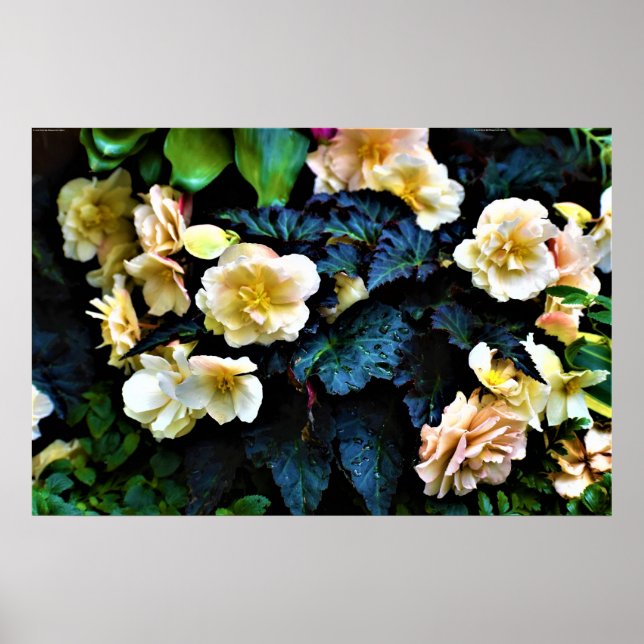 Morning Dew, affiche (Devant)