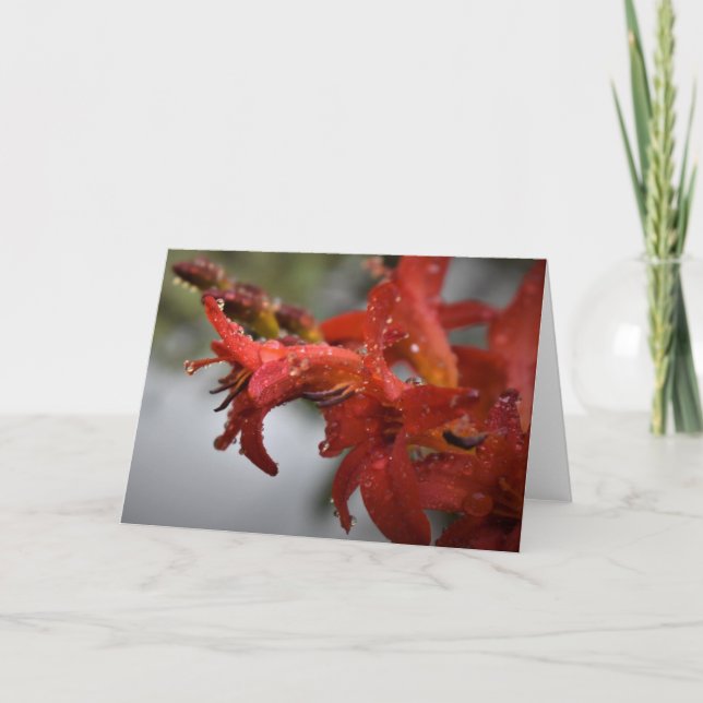 Morning Dew, carte (Devant)