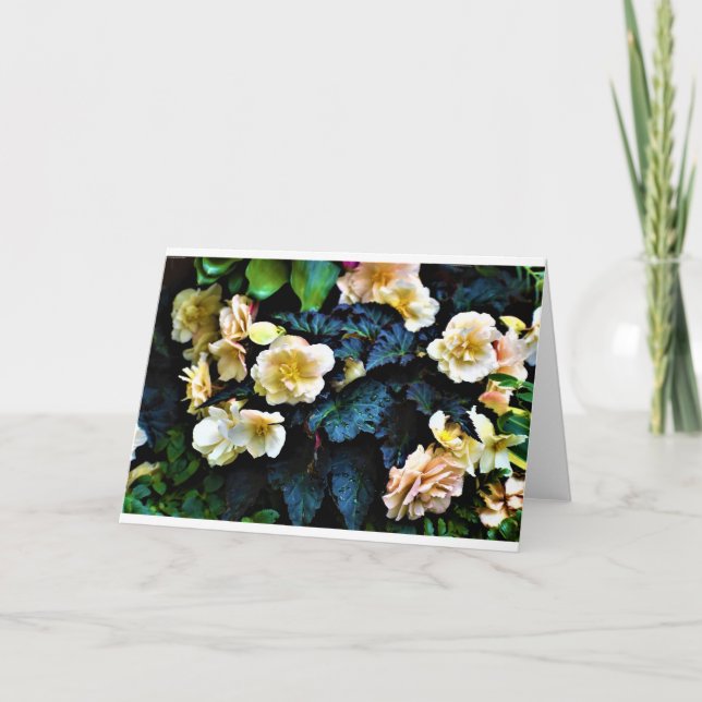 Morning Dew, carte (Devant)